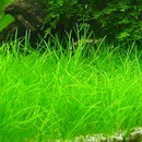 Dwarf Hairgrass